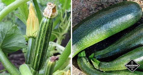 Diseases Of Zucchini Plants Gardening Channel