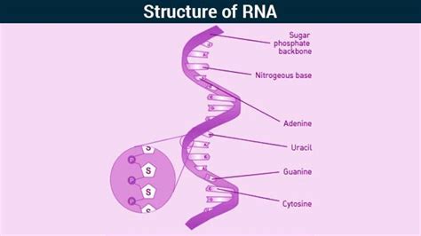 Ribonucleic Acid Rna