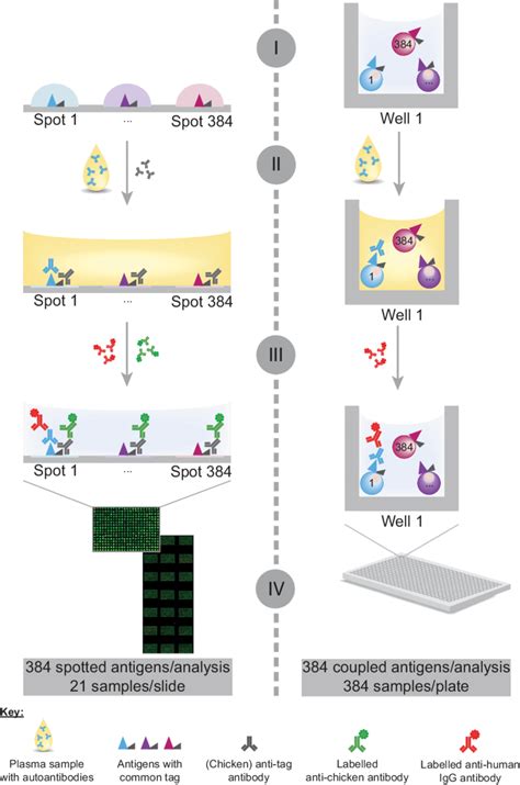 Schematic Representation Of The Assay Workflow On Planar And Bead Based Download Scientific