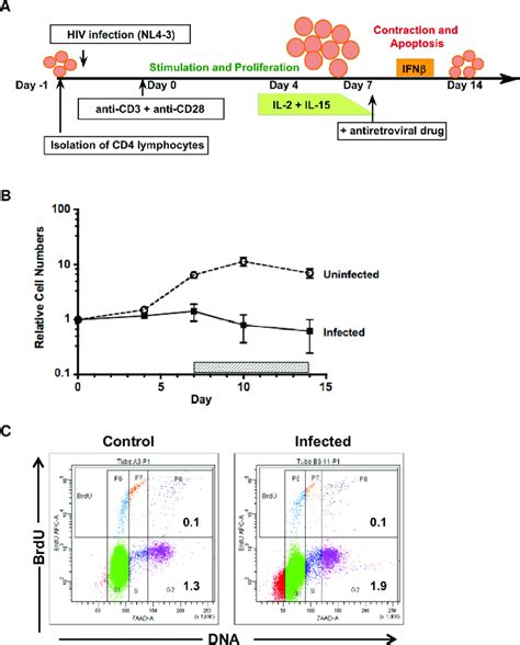 Design And Cell Characteristics Of In Vitro Culture Model A