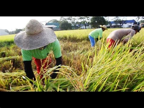 Anong Ingles Ng Palay - ano ayanyun