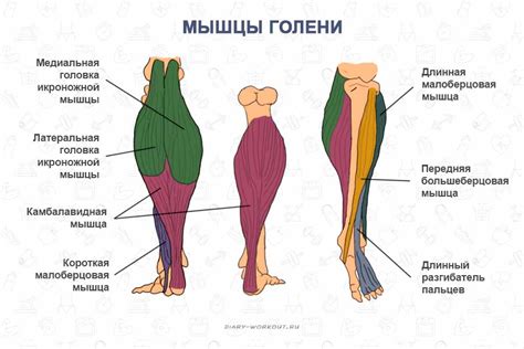 Мышцы ног и ягодиц: строение и функции