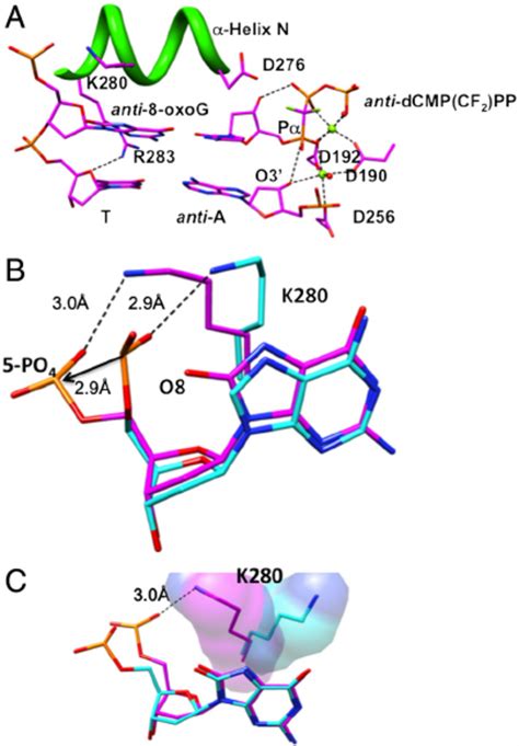 Ternary complex of human pol β with the 8 oxoG C base pair in the