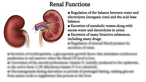 Solution Urogenital System Histology And Embryology Part Studypool