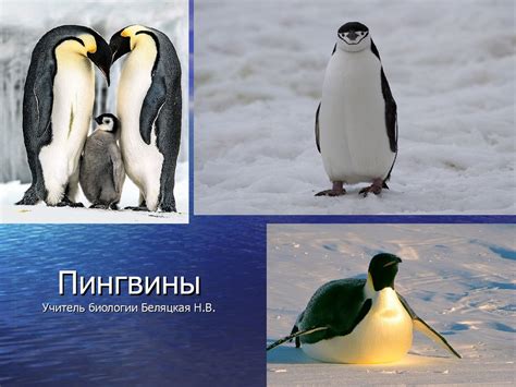 Семейство пингвины - презентация онлайн