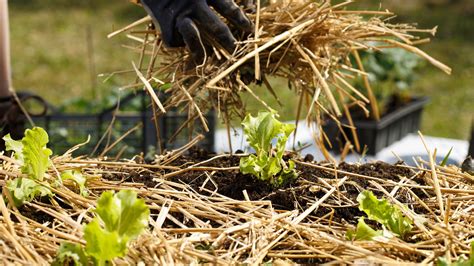 Straw Bedding For Rabbits The Key Facts Blue Mountain Hay