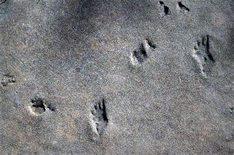 What can fossil footprints tell us? | American Geosciences Institute