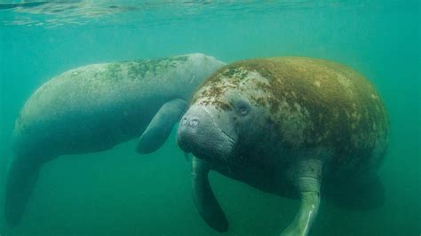 Manatee Hd Background Wallpaper 74834 Baltana