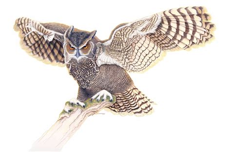 Great Horned Owl Flying Drawing