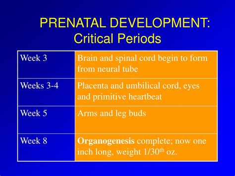 PPT Stages Of Prenatal Development PowerPoint Presentation Free