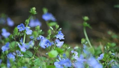 Blue Plants Garden Guides