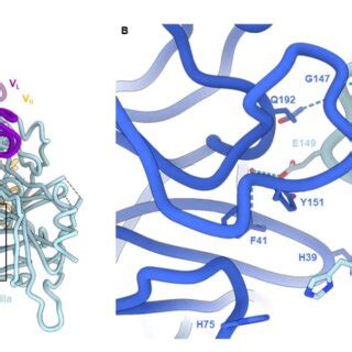 Cryo Em Structure Of Garadacimab Fab Fxiia Complex Reveals That