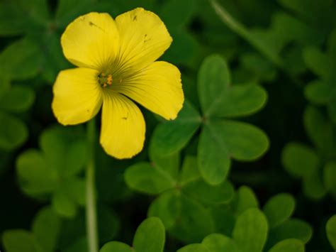 Garden Overrun With Oxalis Growing Guides Daltons