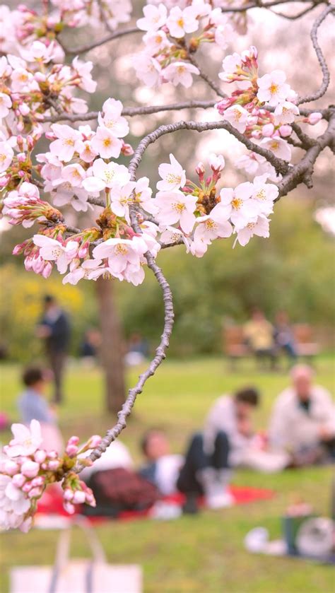 Japanese Cherry Blossom Festivals Everything You Need To Know While