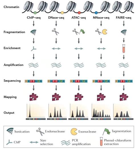 Atac Seq 技术原理与图示 泛基诺