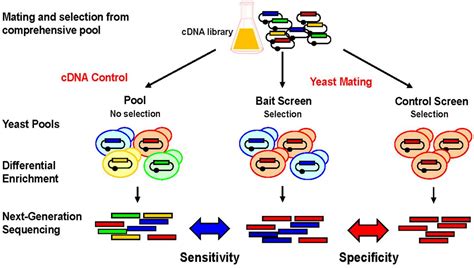 Frontiers Next Generation Sequencing For Binary ProteinProtein