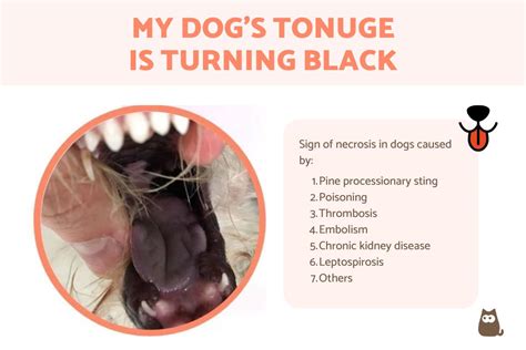 My Dog's Tongue Is Turning Black - Tongue Necrosis in Dogs