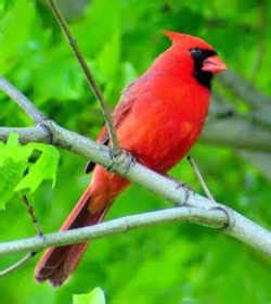 Virginia State Bird: Northern Cardinal