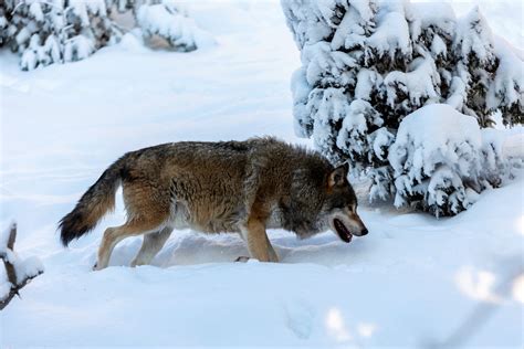 Så blir licensjakten på varg 2024 Svensk Jakt