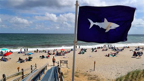 Shark Attacks Spark Concern For Cape Cod Beachgoers Theyre Eating