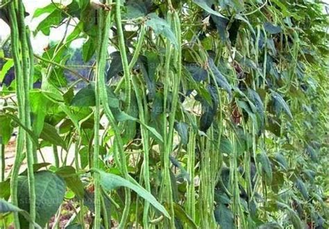 5 Manfaat Daun Kacang Panjang Untuk Kesehatan Yang Jarang Diketahui