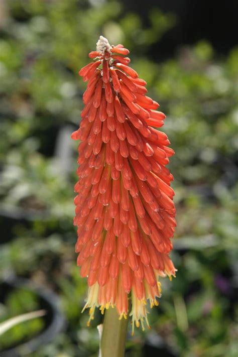 Kniphofia uvaria - Boething Treeland Farms