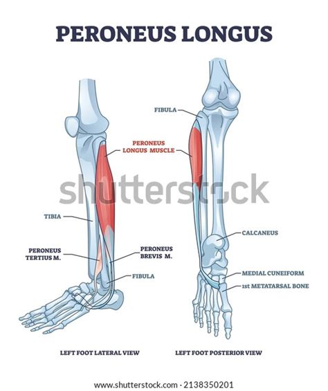 Peroneus Longus