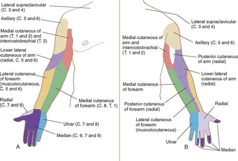 Anatomy of the Elbow Joint | Clinical Gate