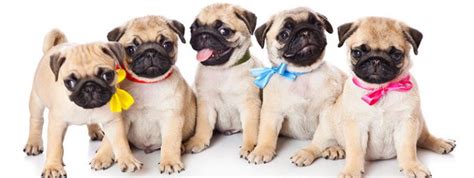 Over 200 Cute Pug Names That Will Work For Boys and Girls