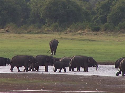 Sri Lanka to build more elephant conservation centers - Sri Lanka Elephant