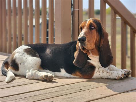 Meet Our Bassets