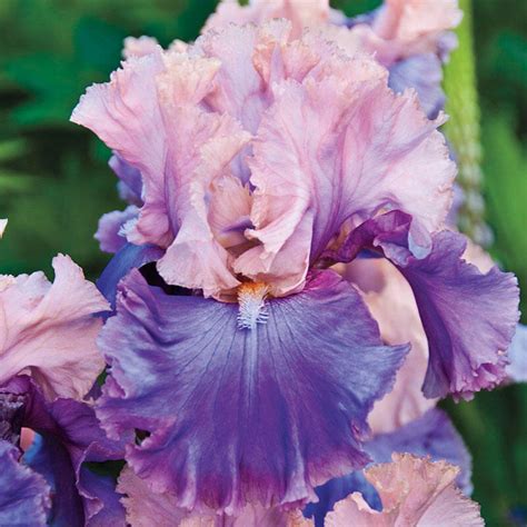 Buy Florentine Silk Tall Bearded Iris Brecks