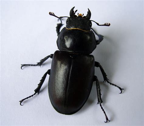 Beetle,lucanidae,black insect,scary insect,large beetle - free image ...