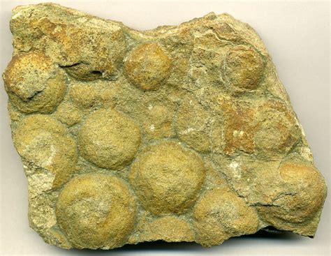 Nemiana Simplex Fossils In Micaceous Quartzose Sandstone Mogilev