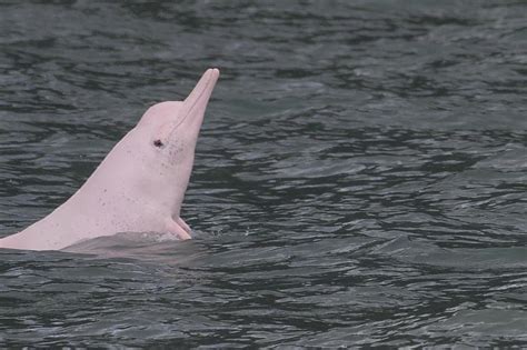 A Chinese white dolphin off the coast of Lantau Island, Hong Kong ...