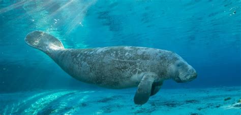 Slow Down For Manatees And Mermaids! - Awesome Ocean