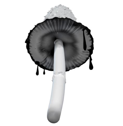 Free STL file Coprinus comatus 🍄・3D print object to download・Cults