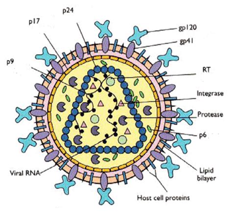 Morphology Of Bacteria And Viruses Viral Infection And Pathogenesis