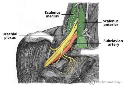 Nerves Of The Upper Limb TeachMeAnatomy