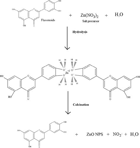 Reaction Mechanism For The Formation Of Zno Nanoparticles With