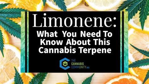 Limonene What You Need To Know About This Cannabis Terpene