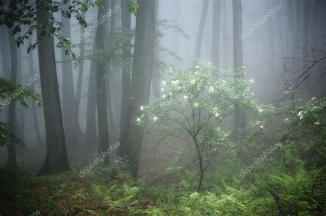 Foggy forest landscape Stock Photo by ©photocosma 74305027