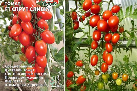 Помидоры Рапунцель: описание и характеристика сорта, урожайность с фото
