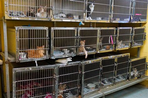 Habersham County Animal Shelter overrun with cats and running out of ...