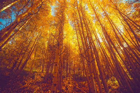 200+ Free Aspen Trees & Aspen Images - Pixabay