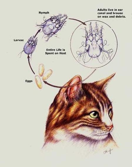 demodicosis in humans - pictures, photos