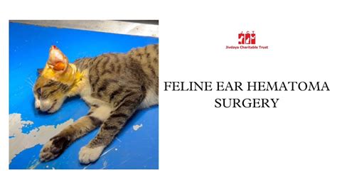 Feline Ear Hematoma Surgery Cat Treatment Jivdaya Jct Animal