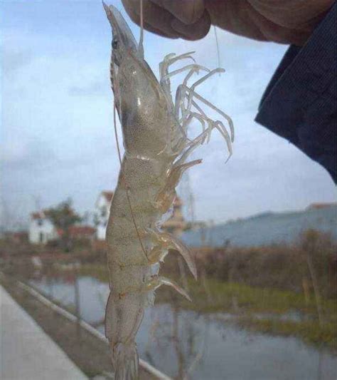 為什麼南美白對蝦養殖必須養肝護肝！肝胰臟不好有什麼危害？ 壹讀