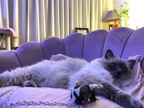 Sleepy Girl W Her Favourite Toy That She Drags Around R Ragdolls