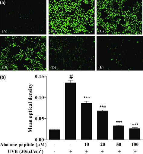 Effect Of Abalone Peptide On The Expression Level Of Ros Fluorescence Download Scientific